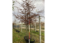 Haagbeuk - parkboom - afbeelding 2 van  3