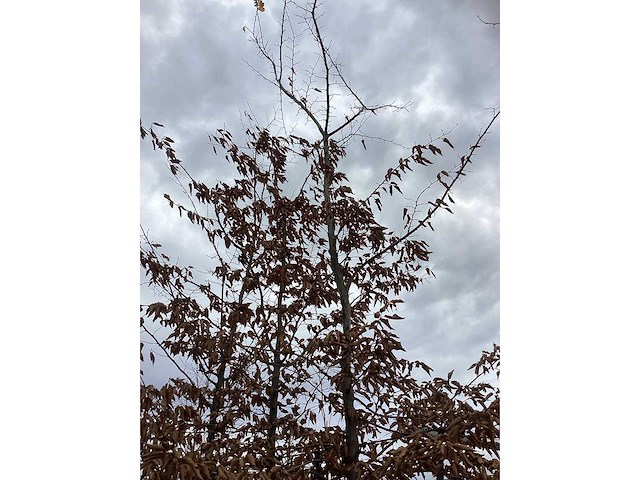 Haagbeuk - parkboom - afbeelding 3 van  3