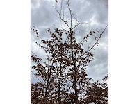 Haagbeuk - parkboom - afbeelding 3 van  3