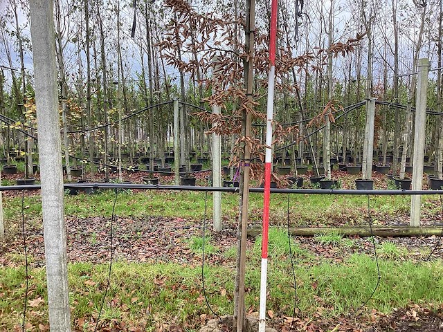 Haagbeuk - parkboom - afbeelding 1 van  3