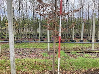 Haagbeuk - parkboom - afbeelding 1 van  3
