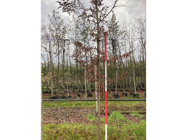 Haagbeuk - parkboom - afbeelding 2 van  3