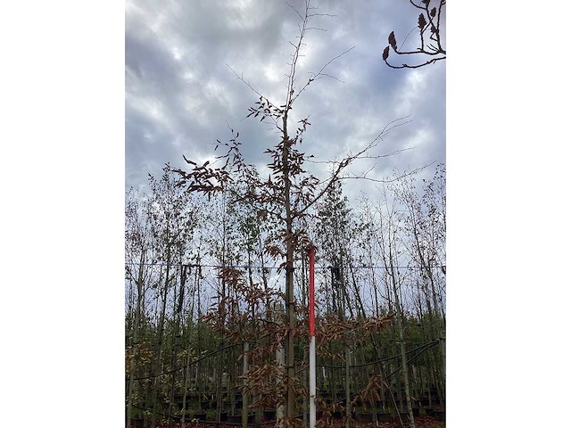 Haagbeuk - parkboom - afbeelding 3 van  3