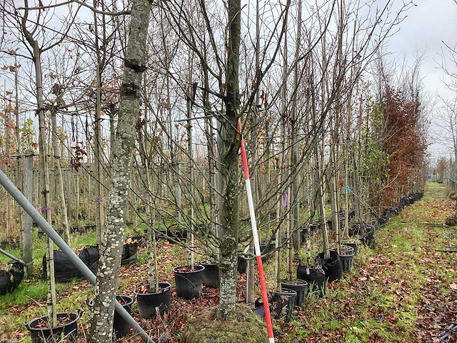 Haagbeuk - parkboom - afbeelding 1 van  4