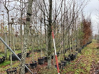 Haagbeuk - parkboom - afbeelding 1 van  4
