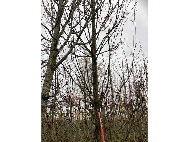 Haagbeuk - parkboom - afbeelding 2 van  4