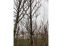 Haagbeuk - parkboom - afbeelding 2 van  4