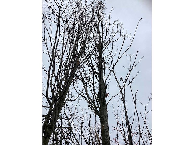 Haagbeuk - parkboom - afbeelding 3 van  4