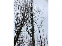 Haagbeuk - parkboom - afbeelding 3 van  4