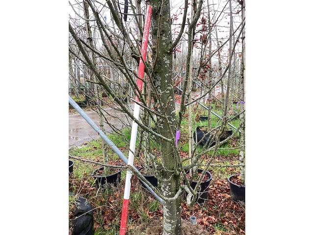 Haagbeuk - parkboom - afbeelding 4 van  4