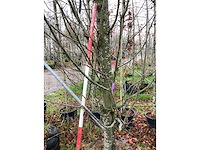 Haagbeuk - parkboom - afbeelding 4 van  4