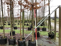 Haagbeuk - parkboom - afbeelding 1 van  3