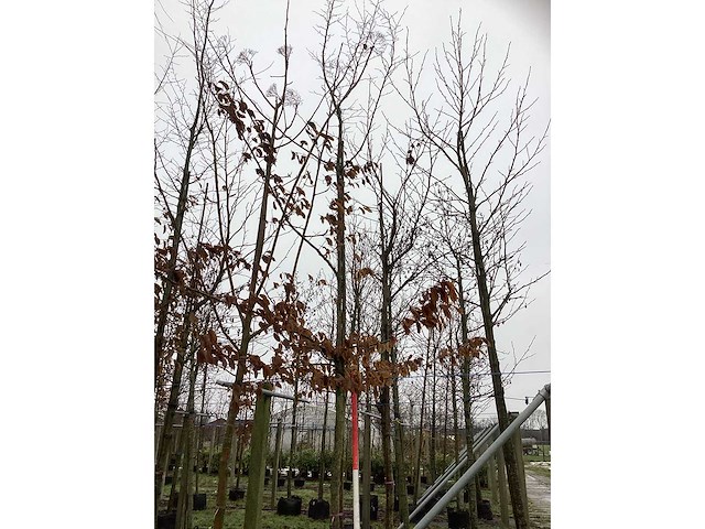 Haagbeuk - parkboom - afbeelding 2 van  3