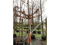 Haagbeuk - parkboom - afbeelding 3 van  3