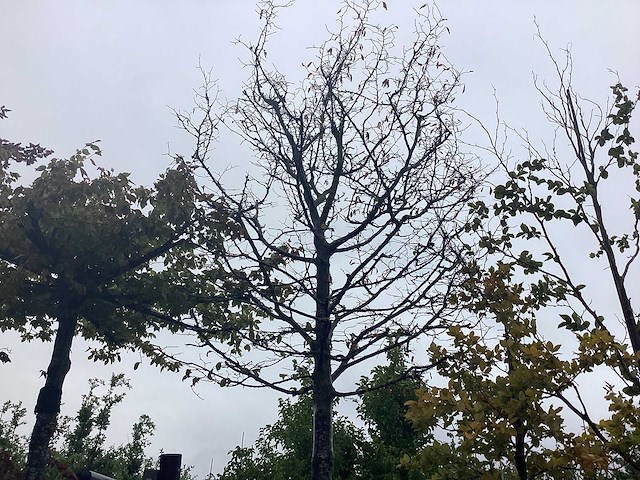 Haagbeuk - parkboom - afbeelding 1 van  2
