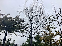 Haagbeuk - parkboom - afbeelding 1 van  2