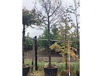 Haagbeuk - parkboom - afbeelding 2 van  2