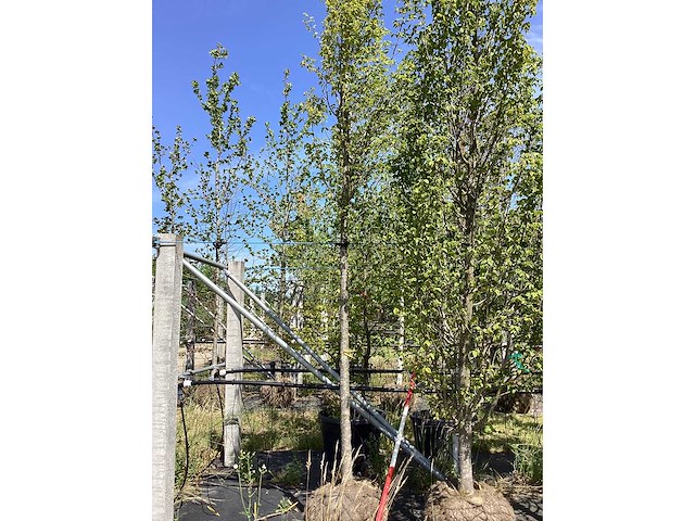 Haagbeuk - parkboom - afbeelding 1 van  2