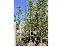 Haagbeuk - parkboom - afbeelding 1 van  2