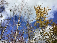 Haagbeuk - parkboom