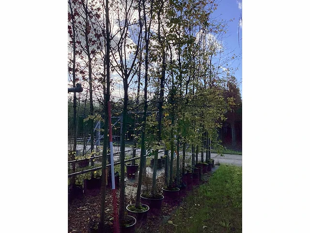 Haagbeuk - parkboom - afbeelding 1 van  1