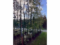 Haagbeuk - parkboom - afbeelding 2 van  2