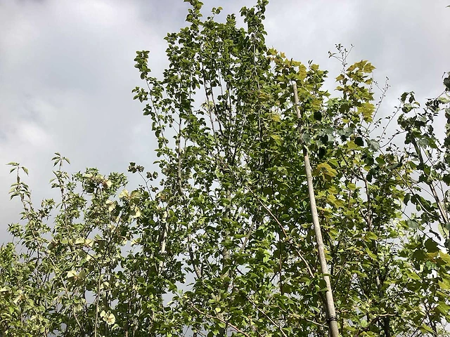 Haagbeuk - parkboom - afbeelding 2 van  2