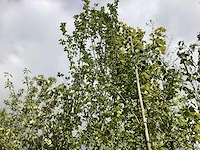 Haagbeuk - parkboom