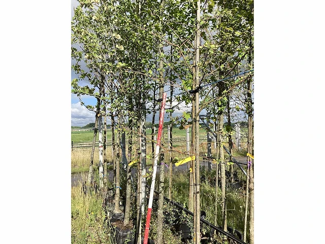 Haagbeuk - parkboom - afbeelding 1 van  2