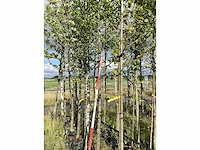 Haagbeuk - parkboom - afbeelding 1 van  2
