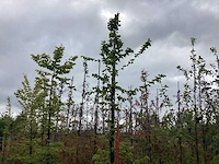 Haagbeuk - parkboom