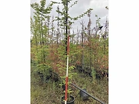 Haagbeuk - parkboom - afbeelding 2 van  2