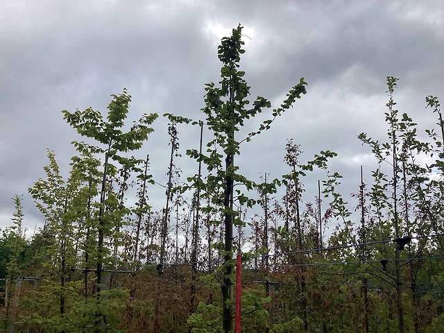 Haagbeuk - parkboom - afbeelding 1 van  2