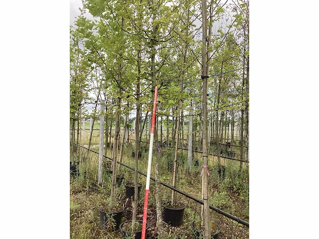 Haagbeuk - parkboom - afbeelding 2 van  2