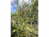 Haagbeuk - parkboom - afbeelding 1 van  2