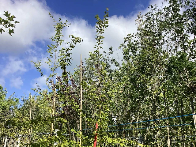 Haagbeuk - parkboom - afbeelding 2 van  2