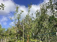 Haagbeuk - parkboom