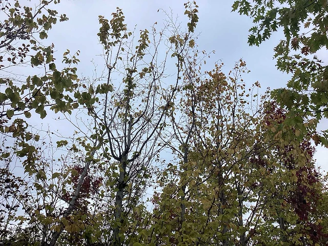 Haagbeuk - parkboom - afbeelding 1 van  2