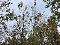 Haagbeuk - parkboom