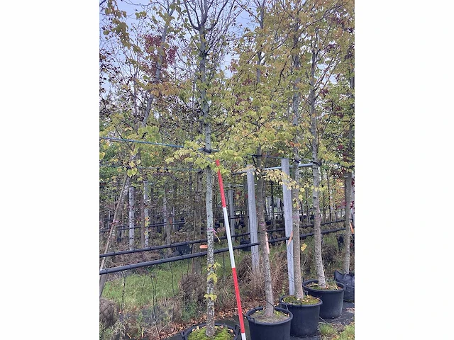 Haagbeuk - parkboom - afbeelding 2 van  2
