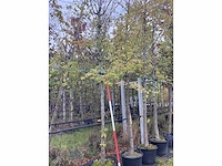 Haagbeuk - parkboom - afbeelding 2 van  2