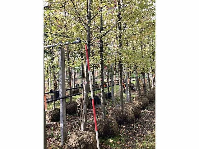 Haagbeuk - parkboom - afbeelding 3 van  3
