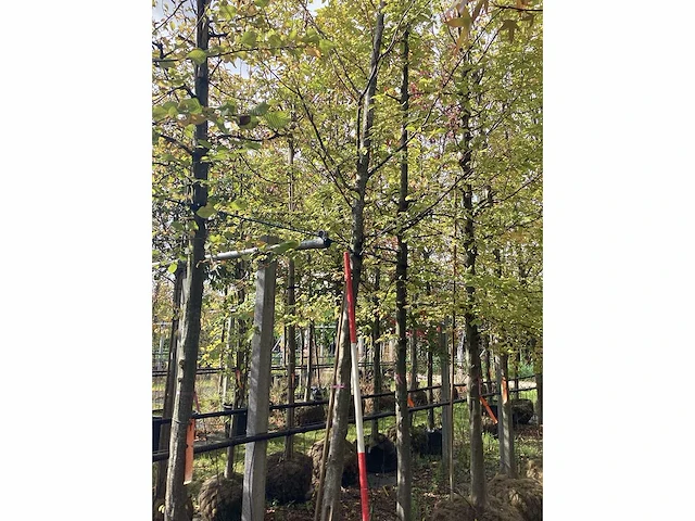 Haagbeuk - parkboom - afbeelding 1 van  2