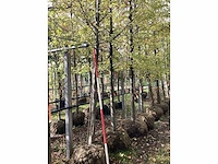 Haagbeuk - parkboom - afbeelding 2 van  2