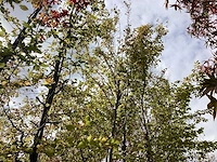 Haagbeuk - parkboom