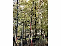 Haagbeuk - parkboom - afbeelding 2 van  3
