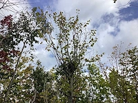 Haagbeuk - parkboom