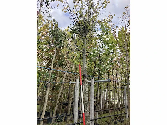 Haagbeuk - parkboom - afbeelding 2 van  2