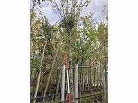 Haagbeuk - parkboom - afbeelding 2 van  2
