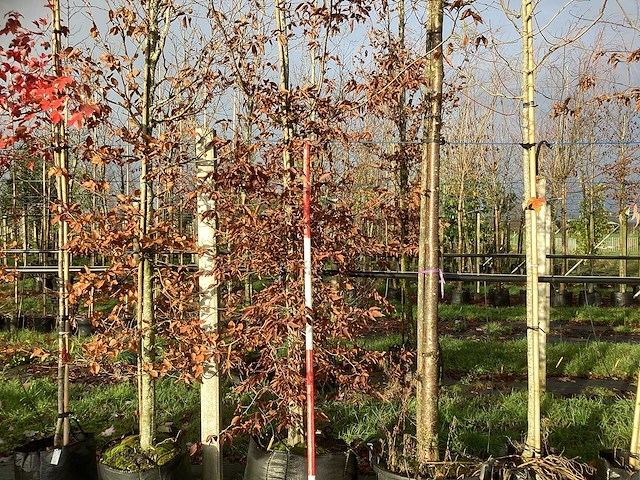 Haagbeuk - sierboom (2x) - afbeelding 1 van  3